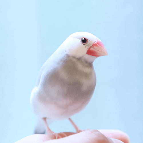 文鳥のはるちゃん ことりカフェの鳥さんスタッフ
