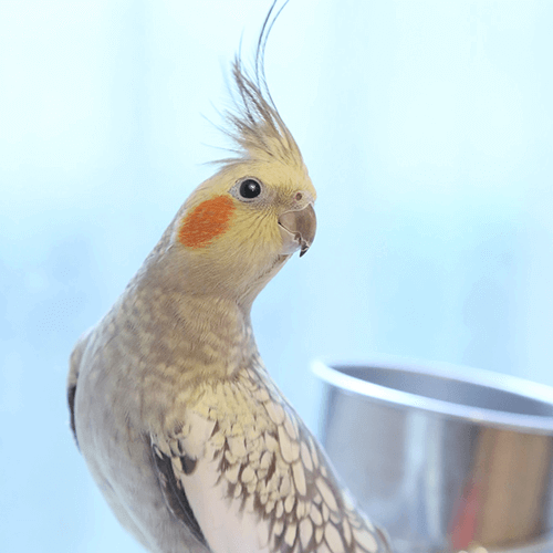 オカメインコのレモンちゃん ことりカフェの鳥さんスタッフ